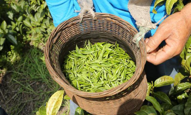 黄山毛峰是绿茶么（黄山毛峰是白茶吗是绿茶吗）